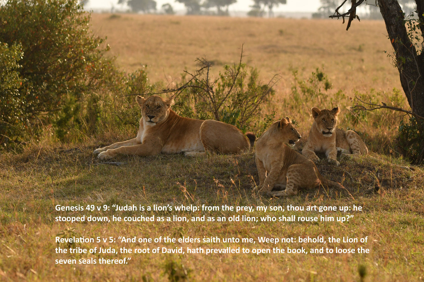 Genesis 49 v 9 & Revelation 5 v 5