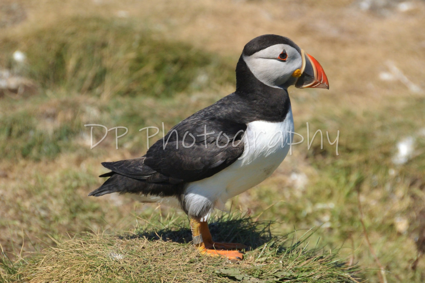 The iconic sea bird of the UK