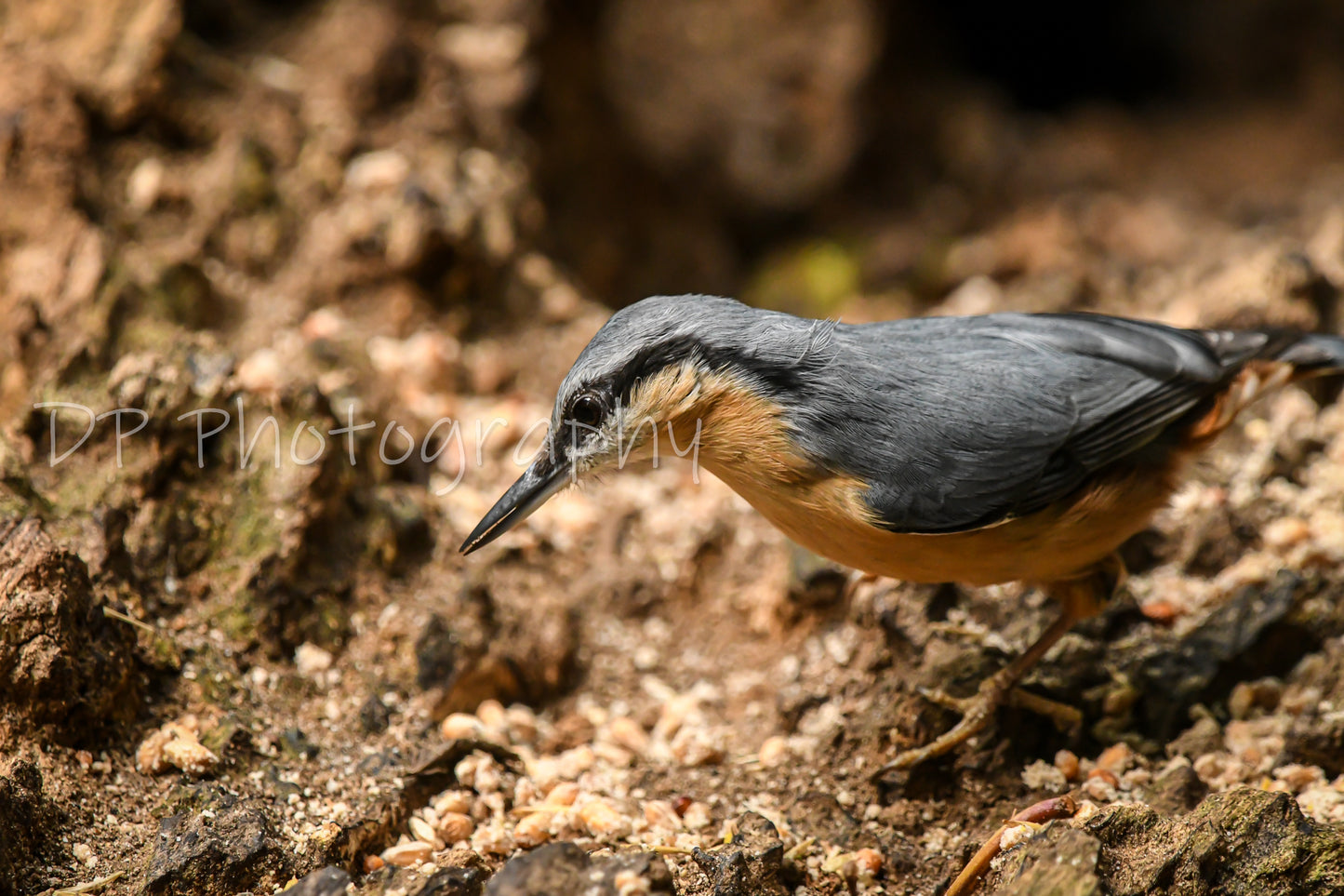 The best of garden birds