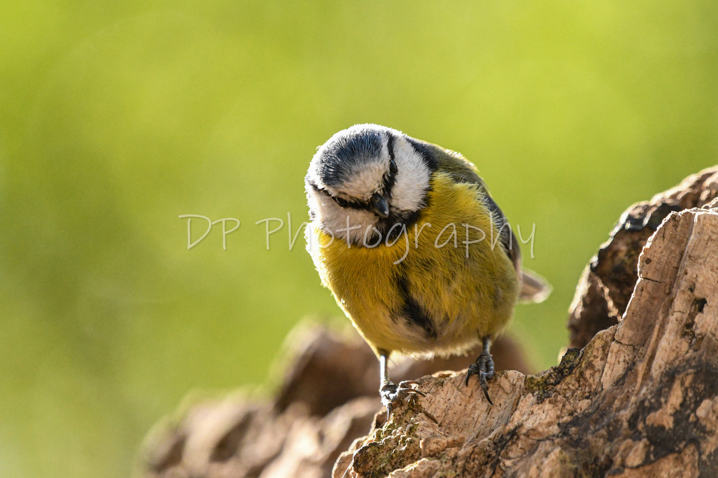 The World of The Forest