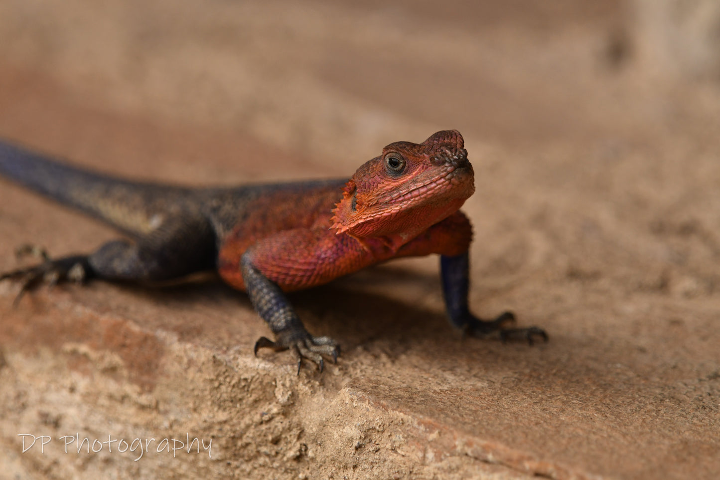 Vibrance is always an eye feast!