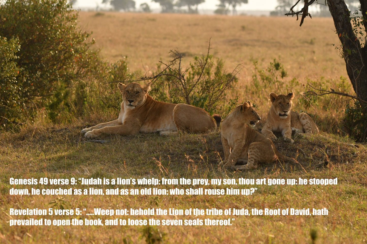 Genesis 49 v 9 & Revelation 5 v 5