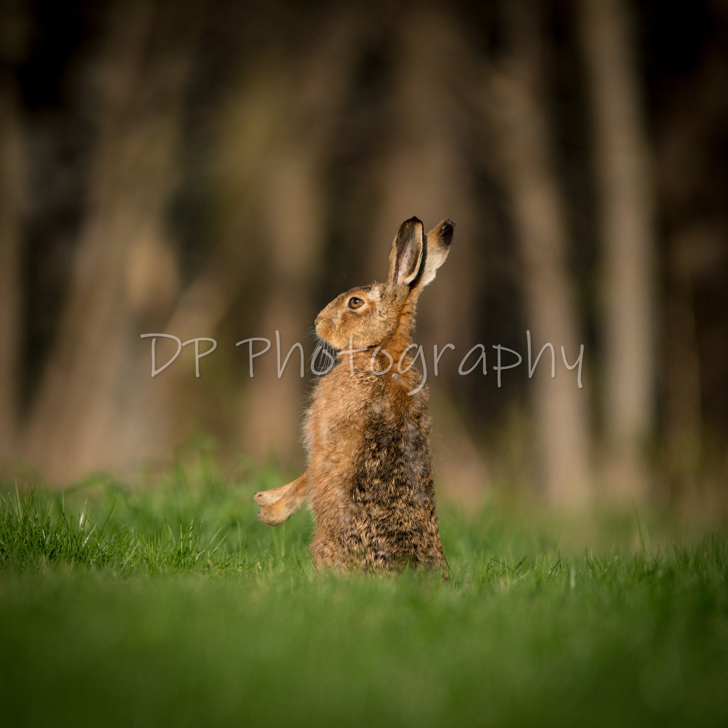 The wary Brown Hare