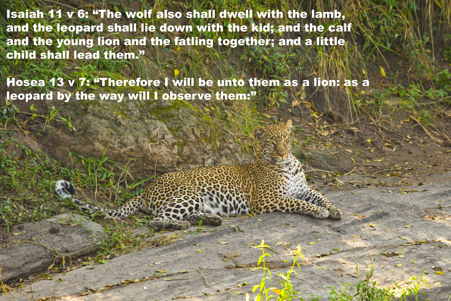 Isaiah 11 v 6. Hosea 13 v 7.