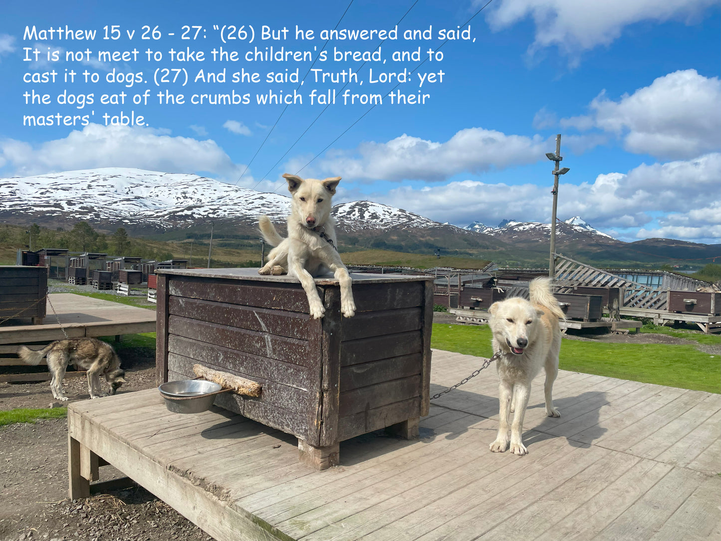 Matthew 15 v 26 - 27.