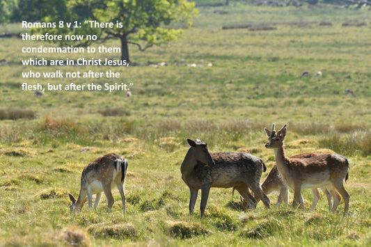 Romans 8 v 1