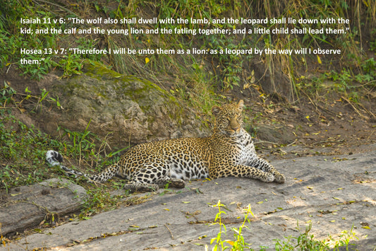 Isaiah 11 v 6. Hosea 13 v 7.