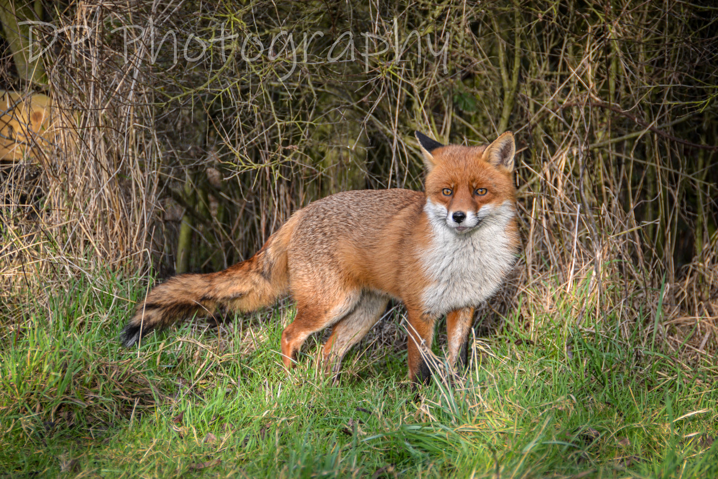 The Red Fox