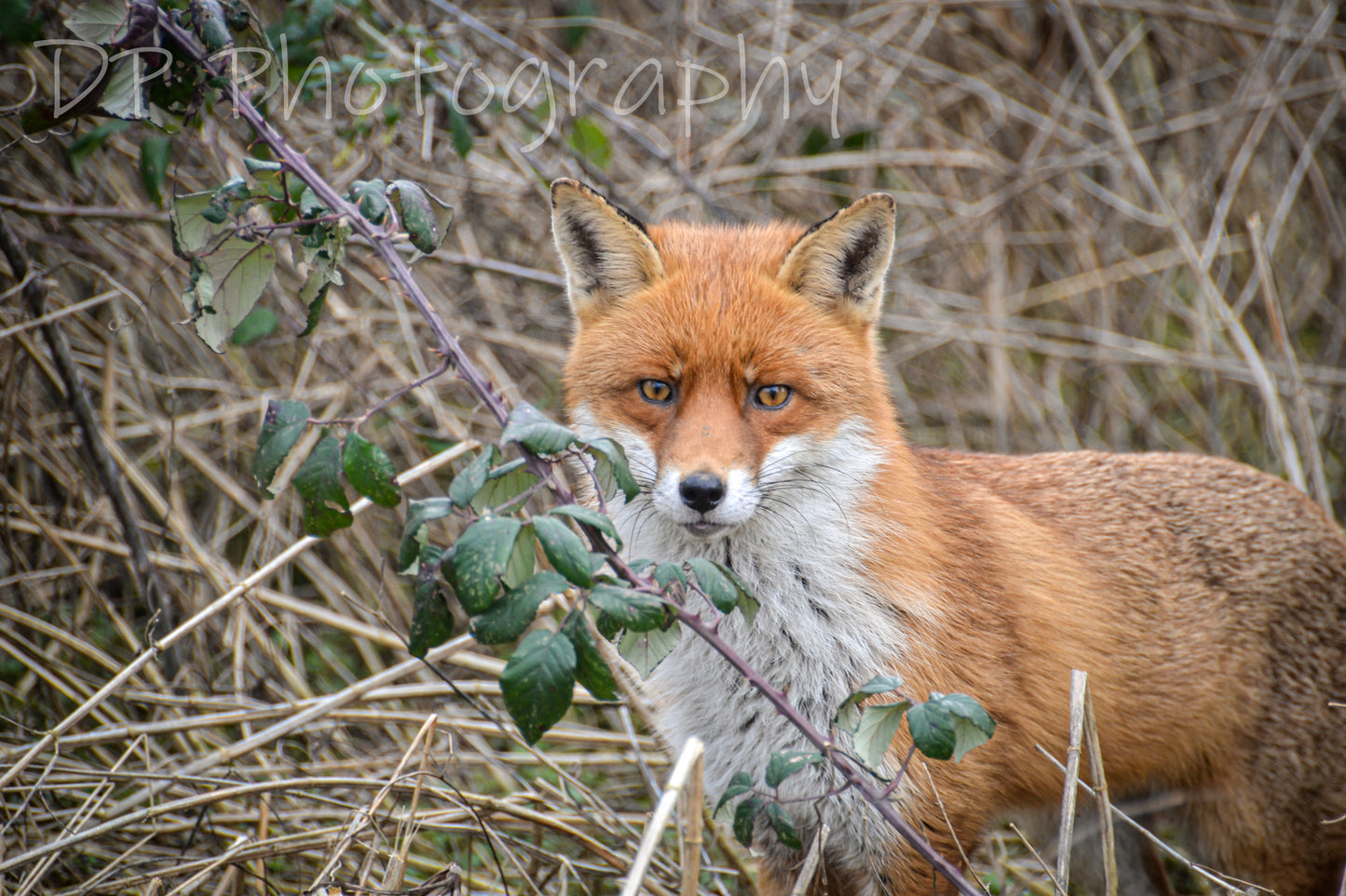 Mr Fox