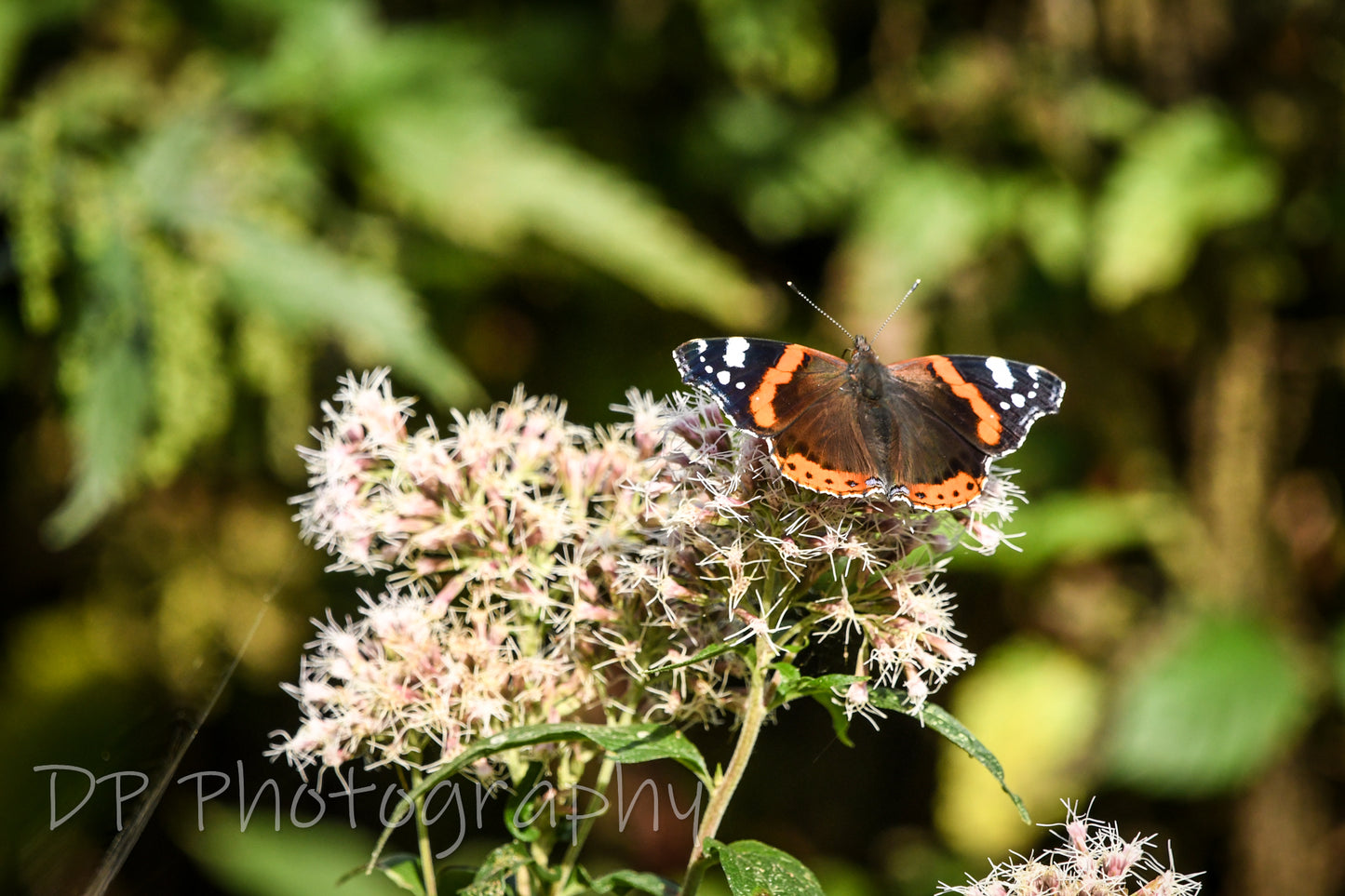 Red Admiral