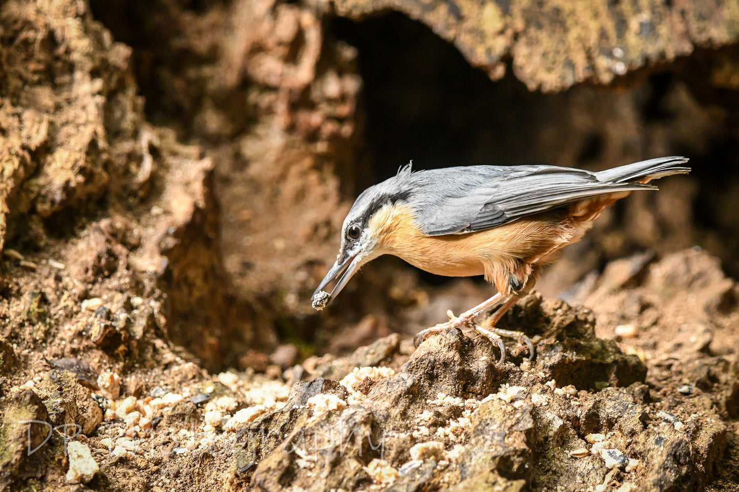 Nuthatch, the gem of British gardens and forests