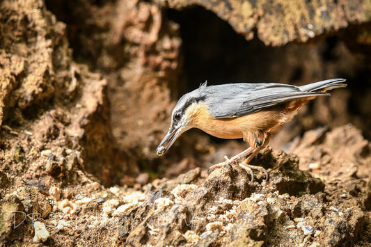 Nuthatch, the gem of British gardens and forests