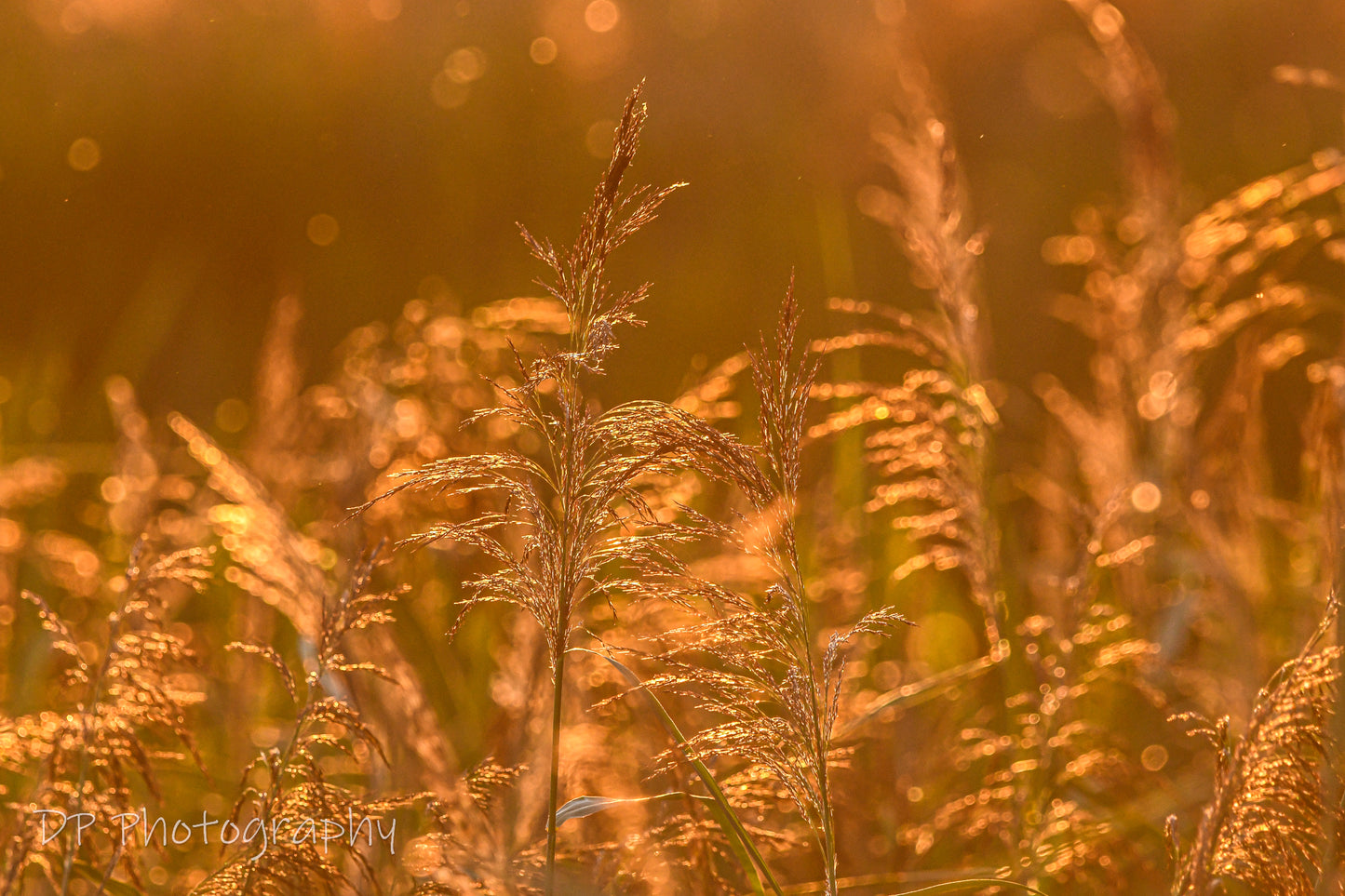 Golden light