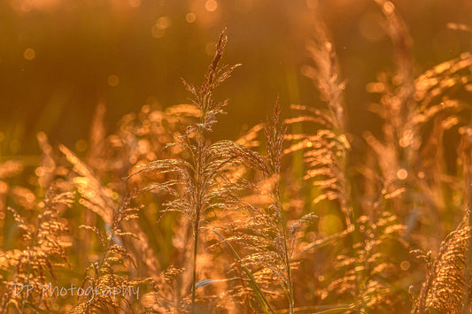 Golden light
