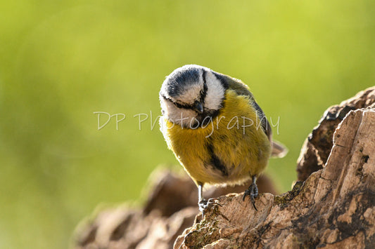 The World of The Forest