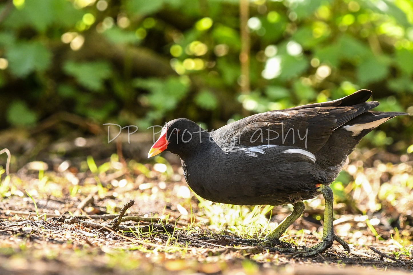 The morning search for breakfast!