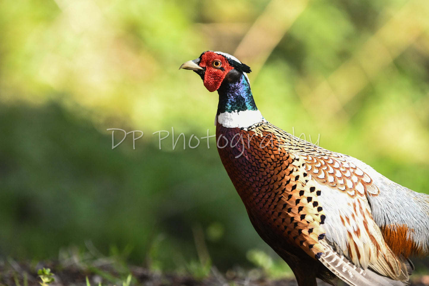 Emperor of the woods