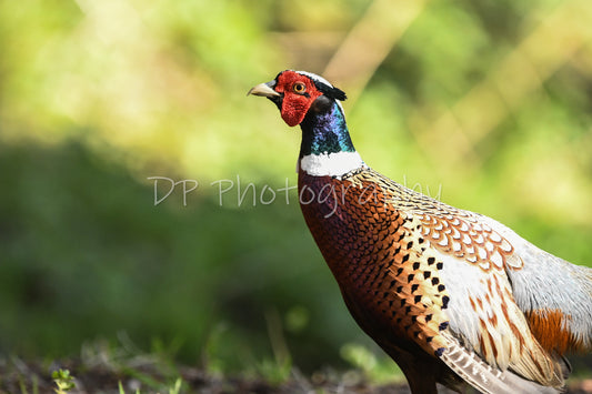 Emperor of the woods