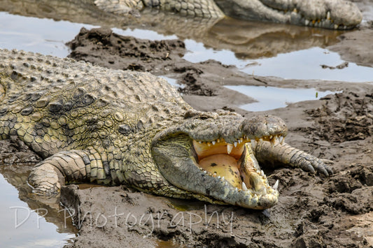 "Come closer I dare you"