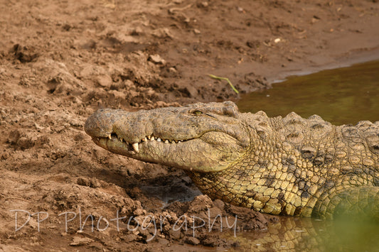Never smile at a crocodile