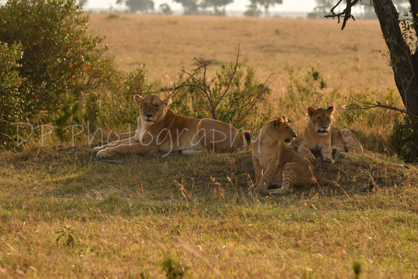 A Tawny Mothers Love