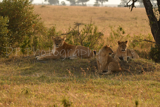A Tawny Mothers Love