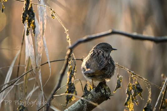 Same effort to survive