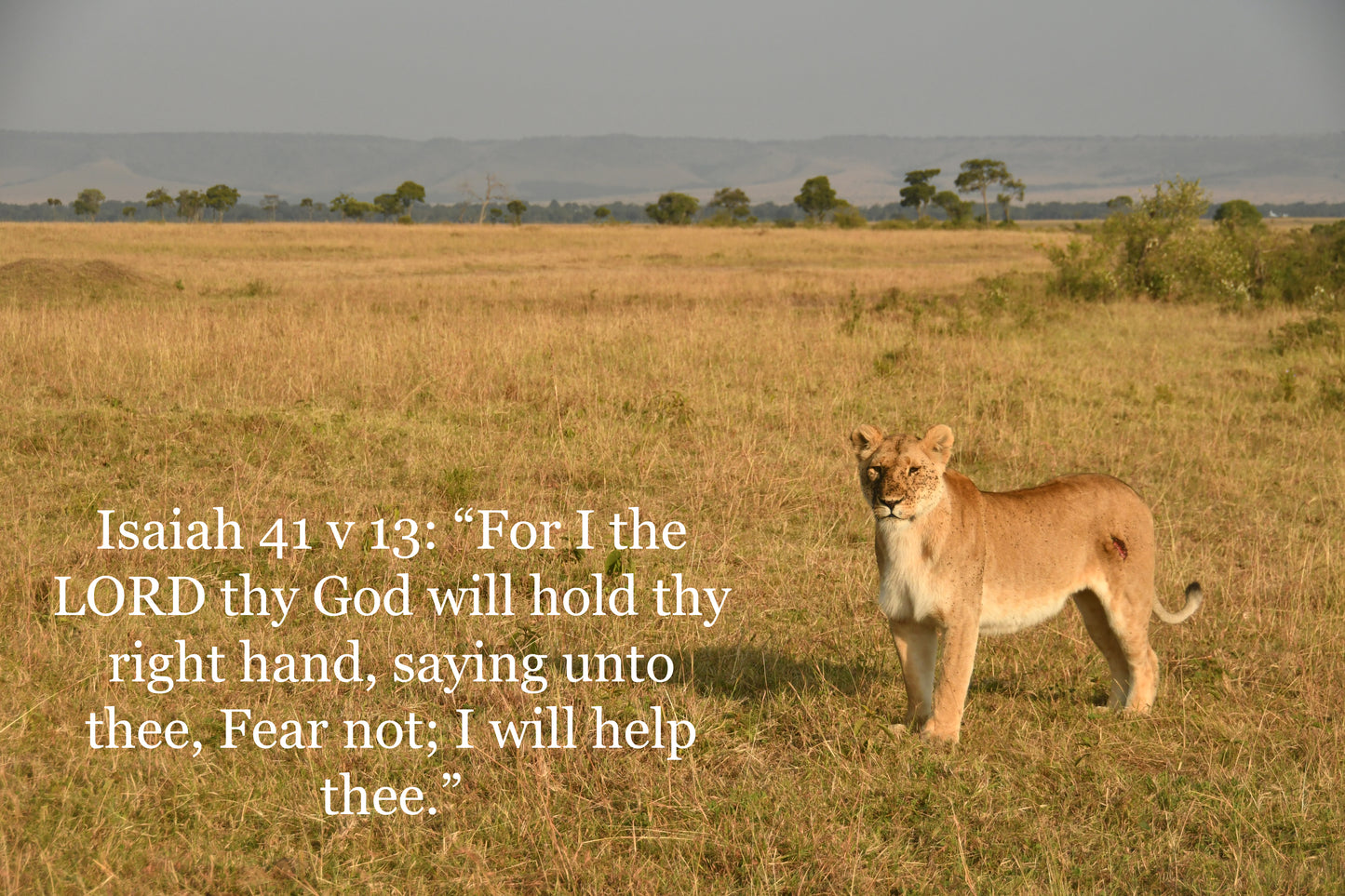 African wildlife cards with Biblical text