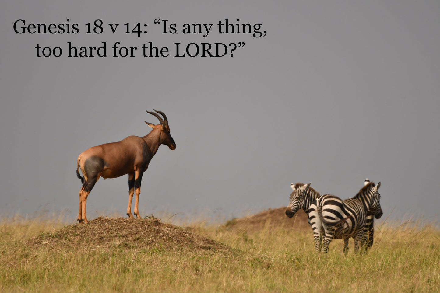 African wildlife cards with Biblical text