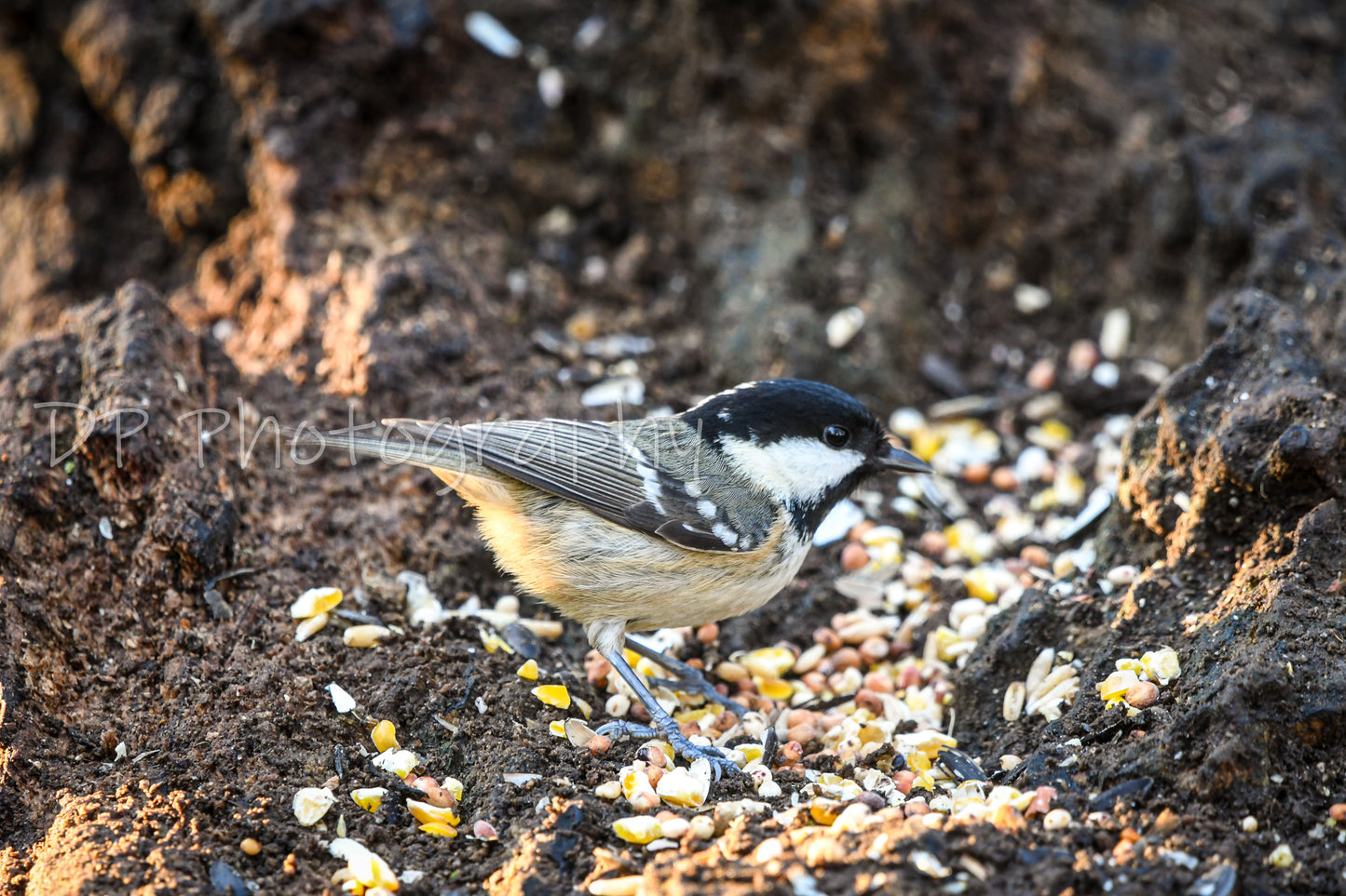 The Coal Tit