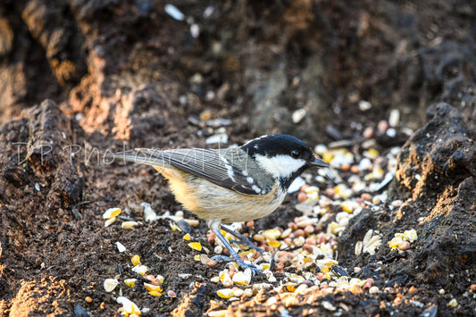 The Coal Tit