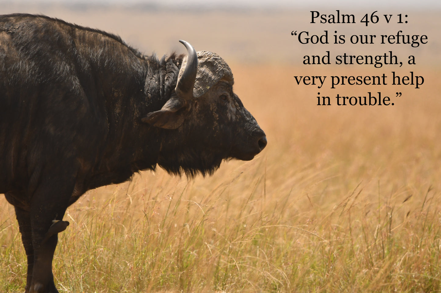 African wildlife cards with Biblical text