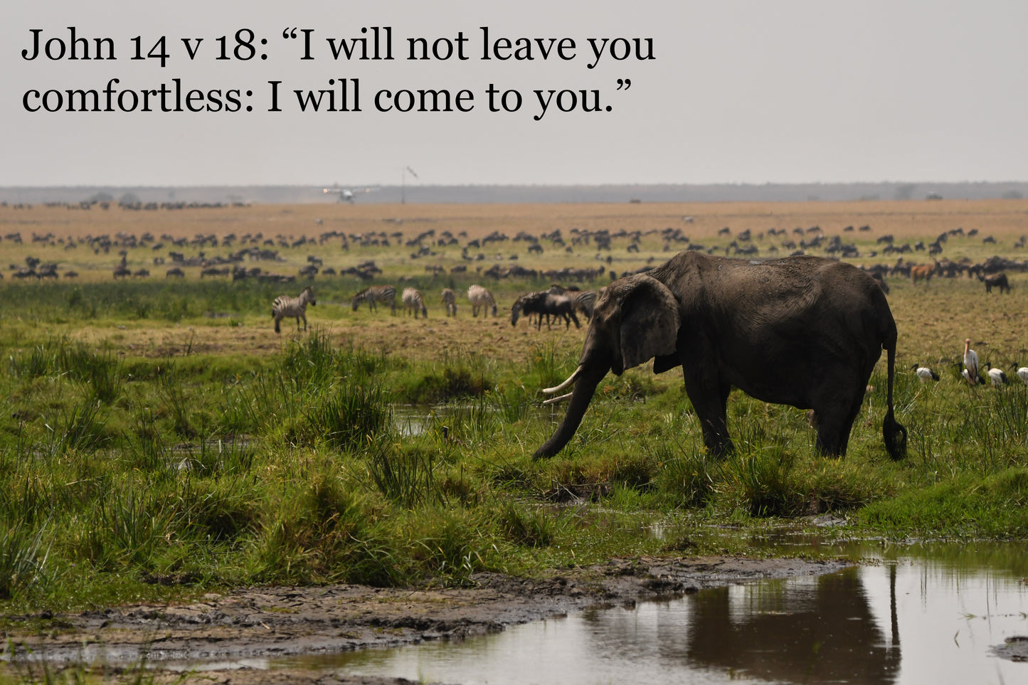 African wildlife cards with Biblical text