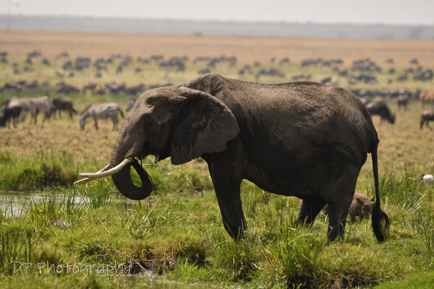 The last of it's kind?