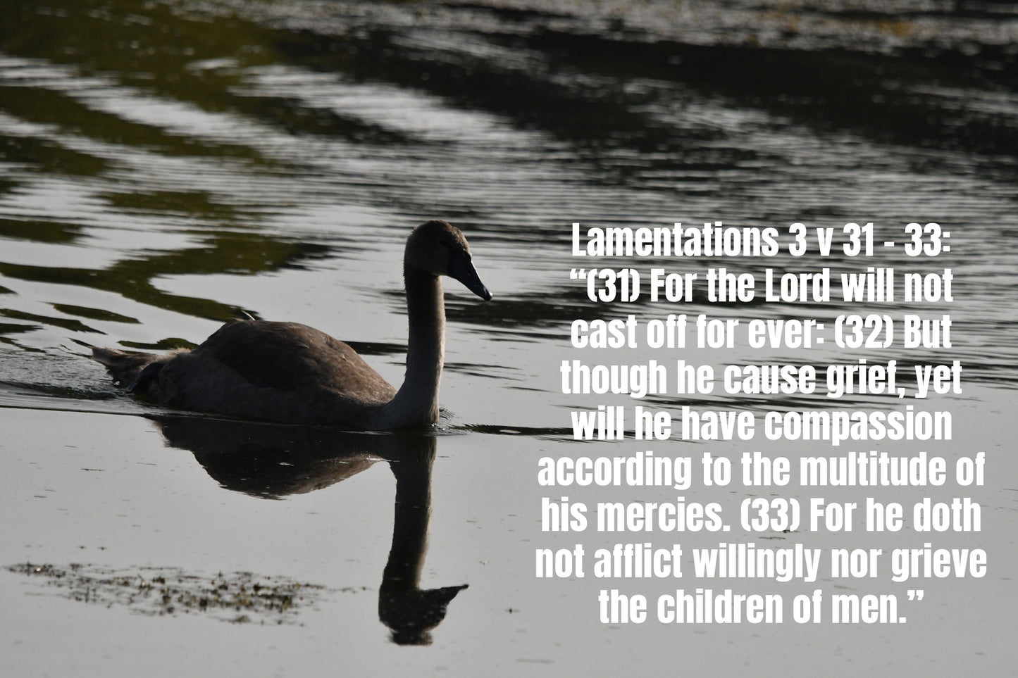 Lamentations 3 v 31 - 33