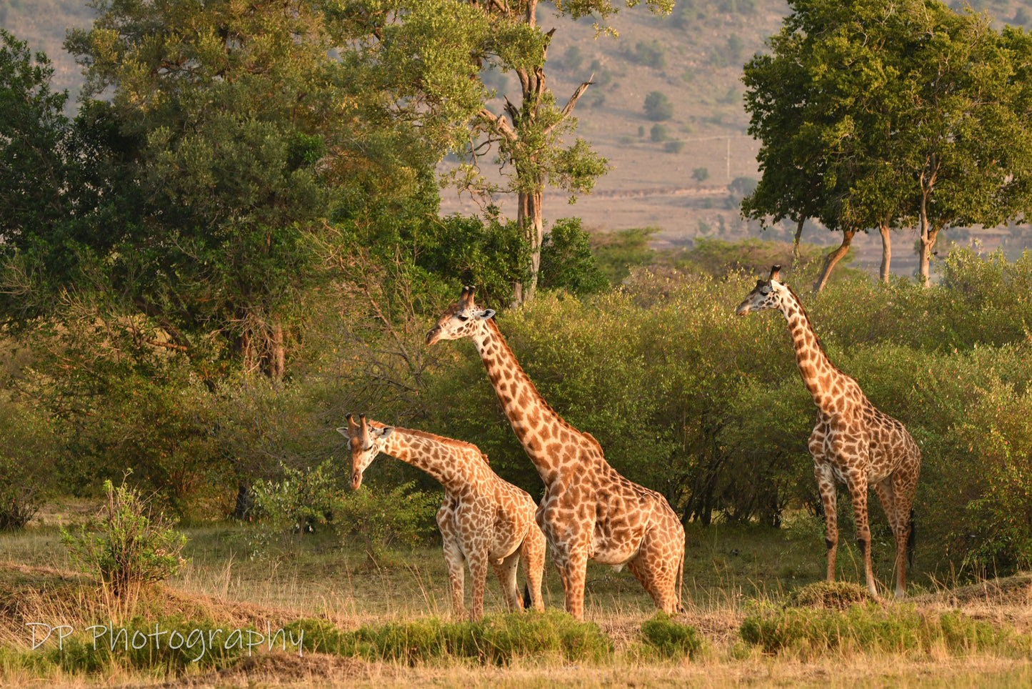 The classics of Africa!