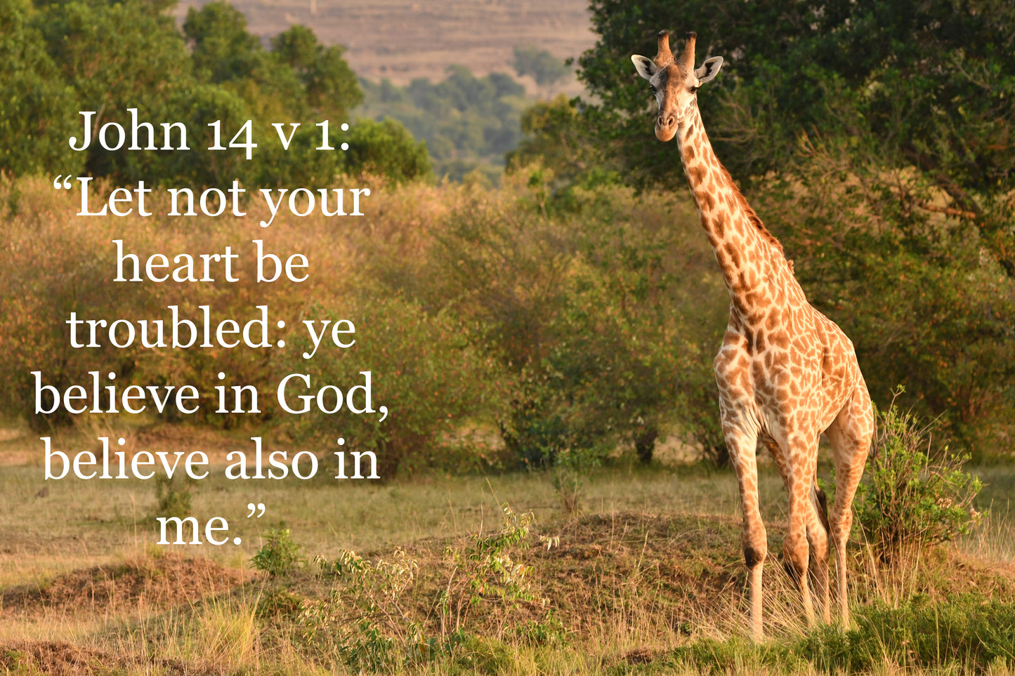 African wildlife cards with Biblical text