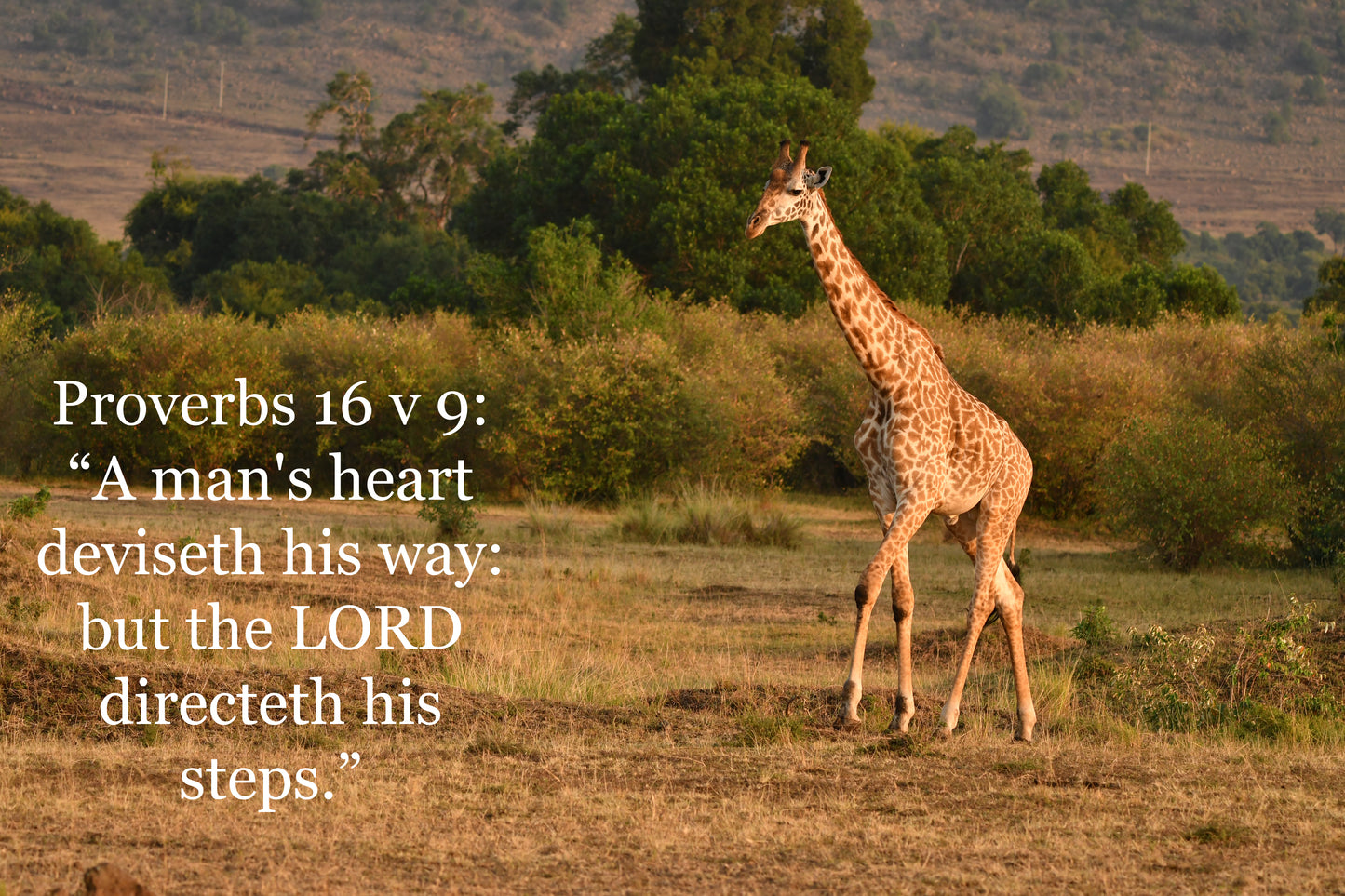 African Wildlife cards with Biblical text pack 2.