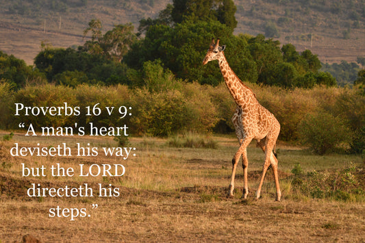 African Wildlife cards with Biblical text pack 2.