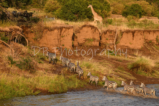 Perilous trek to pastures new