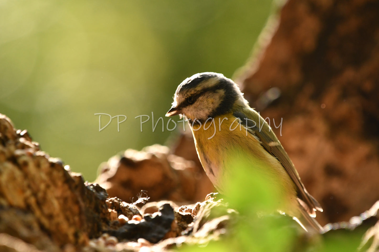 Common but beautiful