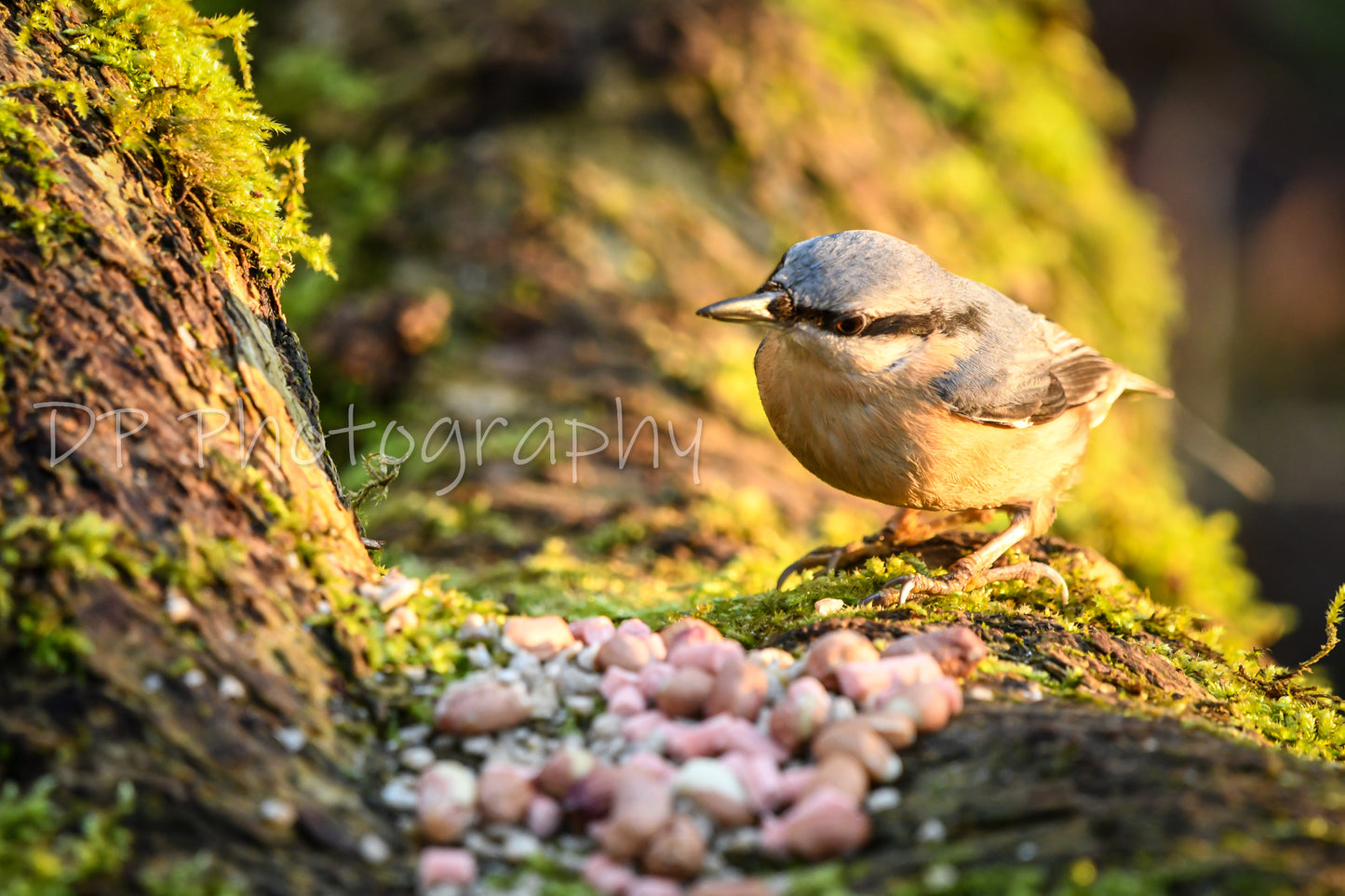 Plenty to choose from