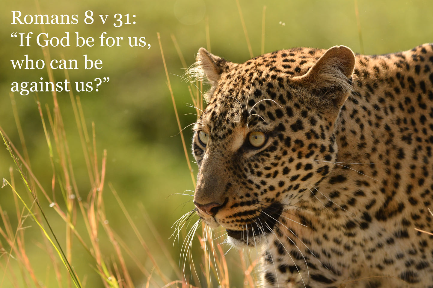 African wildlife cards with Biblical text