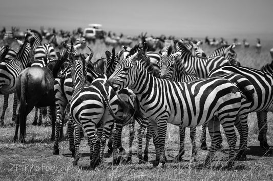 A mesmerizing sea of stripes!!