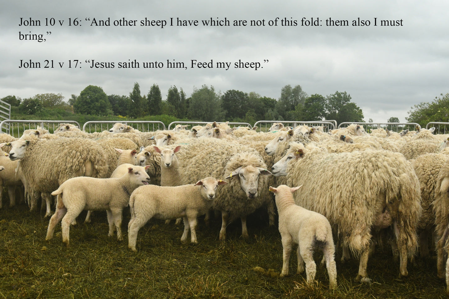 John 10 v 16. John 21 v 17.