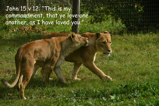 John 15 v 12