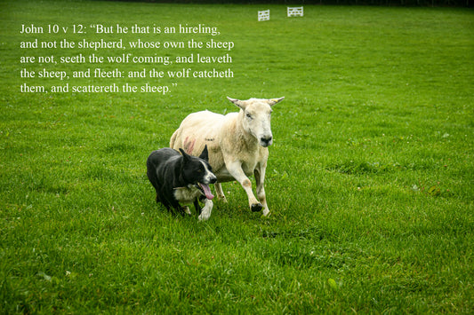 John 10 v 12