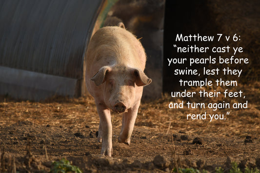 Matthew 7 v 6 (second half)
