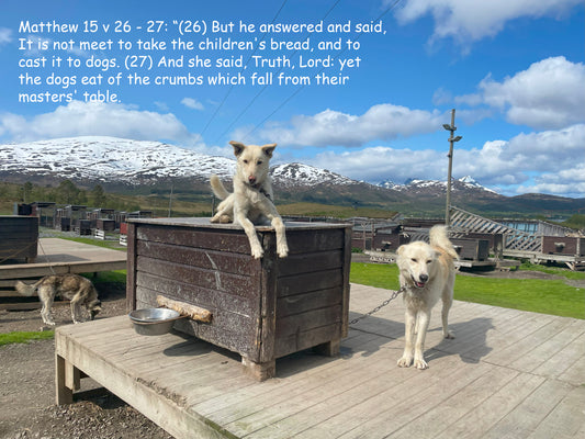 Matthew 15 v 26 - 27.